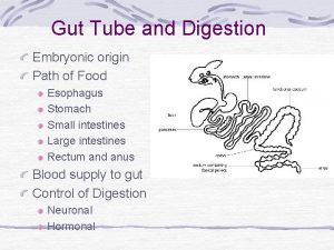 Gut Tube and Digestion Embryonic origin Path of