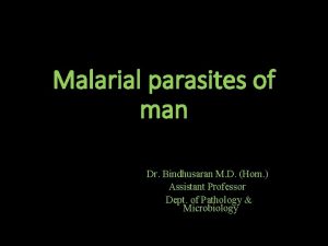 Malarial parasites of man Dr Bindhusaran M D