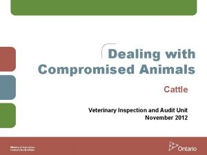 Dealing with Compromised Animals Cattle Veterinary Inspection and