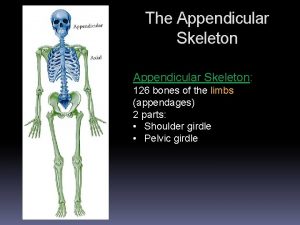 Appendicular skeleton 126 bones