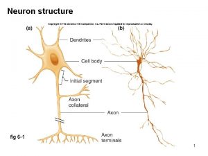 Myelin sheath Myelin sheath