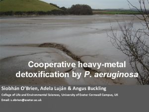 Cooperative heavymetal detoxification by P aeruginosa Siobhn OBrien