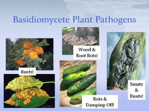 Basidiomycete Plant Pathogens Wood Root Rots Rusts Rots