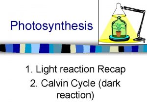 Photosynthesis 1 Light reaction Recap 2 Calvin Cycle