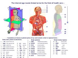 Anatomical terms of location