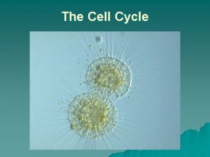 The Cell Cycle the chromosomes must replicate themselves
