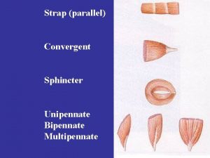 Strap parallel Convergent Sphincter Unipennate Bipennate Multipennate Muscles