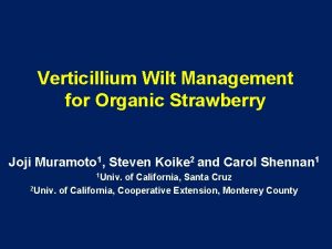 Verticillium wilt strawberry