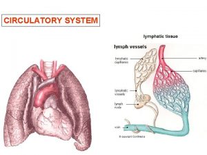 CIRCULATORY SYSTEM The circulatory system is divided into