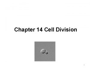 Chromosome duplication occurs during