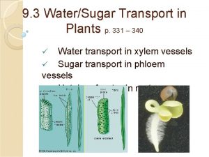 Phloem