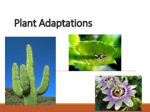 Plant Adaptations Types of Adaptations Structural Adaptations The