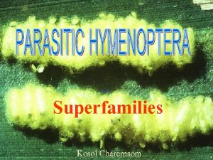 Superfamilies Kosol Charernsom Proctotrupoidea CERAPHRONOIDEA Aphanocmus manilae Ashmead