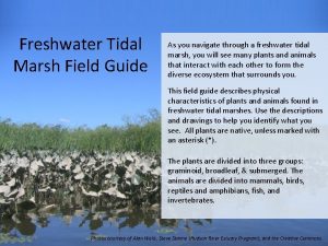 Freshwater Tidal Marsh Field Guide As you navigate