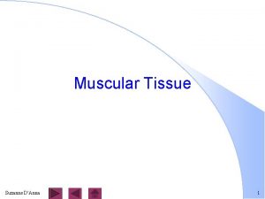 Muscular Tissue Suzanne DAnna 1 Types of Muscle