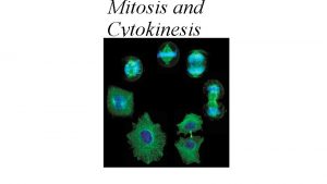 Mitosis and Cytokinesis Mitosis During mitosis the cells