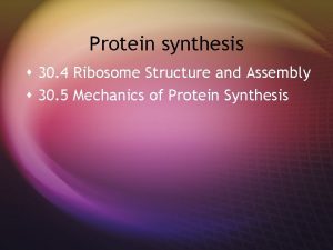 Protein synthesis s 30 4 Ribosome Structure and