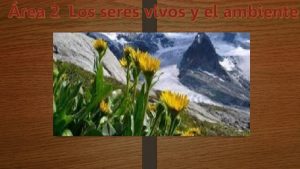 Adaptaciones de los seres vivos Adaptaciones de los seres vivos