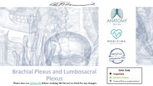 Brachial Plexus and Lumbosacral Plexus Please view our