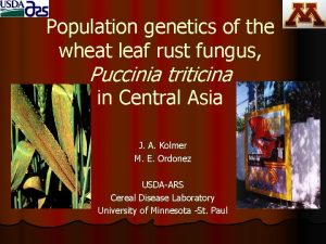 Population genetics of the wheat leaf rust fungus