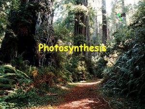 Photosynthesis Supramolecular Chemistry UAF 2005 Photosynthesis Where does