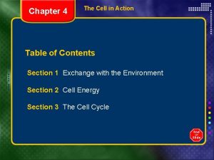 How does an animal cell get energy