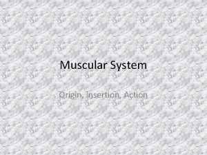 Muscle origin insertion action