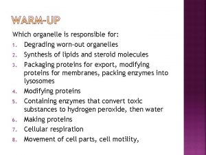 Which organelle is responsible for protein