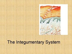 The Integumentary System An Introduction to the Integumentary
