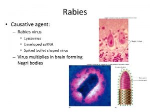 Rabies Causative agent Rabies virus Lyssavirus Enveloped ss