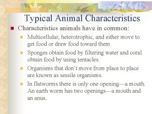 Typical Animal Characteristics n Characteristics animals have in