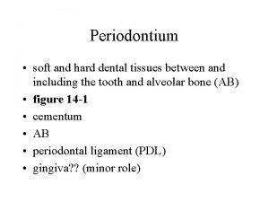 Periodontium soft and hard dental tissues between and
