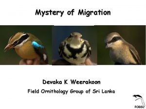 Mystery of Migration Devaka K Weerakoon Field Ornithology