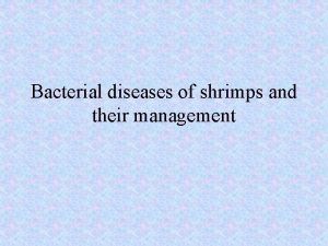 Bacterial diseases of shrimps and their management Vibriosis