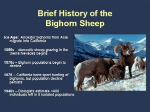 Brief History of the Bighorn Sheep Ice Age