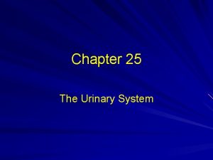 Chapter 25 The Urinary System Consists of two