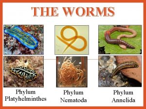 Platyhelminthes vs nematoda