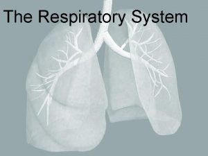 The Respiratory System There is the Upper respiratory
