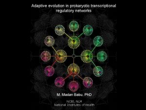 Adaptive evolution in prokaryotic transcriptional regulatory networks M