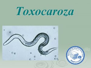 Toxocaroza Eggs of Toxocara canis These eggs are