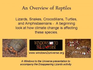 An Overview of Reptiles Lizards Snakes Crocodilians Turtles