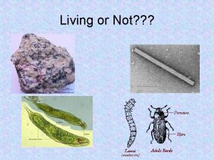 Living or Not Characteristics of living things Movement