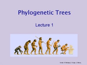 Human phylogenetic tree Human phylogenetic tree