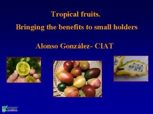 Tropical fruits Bringing the benefits to small holders