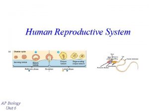 Human Reproductive System AP Biology Unit 6 Gametogenesis