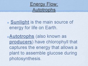 Energy Flow Autotrophs Sunlight is the main source