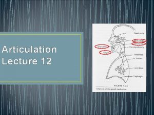 Articulatory muscles