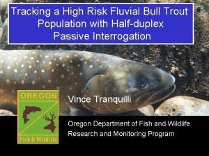Tracking a High Risk Fluvial Bull Trout Population