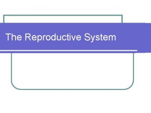 The Reproductive System The Pelvis and Perineum l