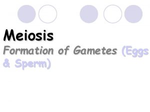 Meiosis Formation of Gametes Eggs Sperm Facts About